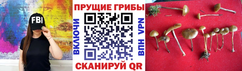 что такое наркотик  Красный Сулин  Галлюциногенные грибы Psilocybine cubensis 